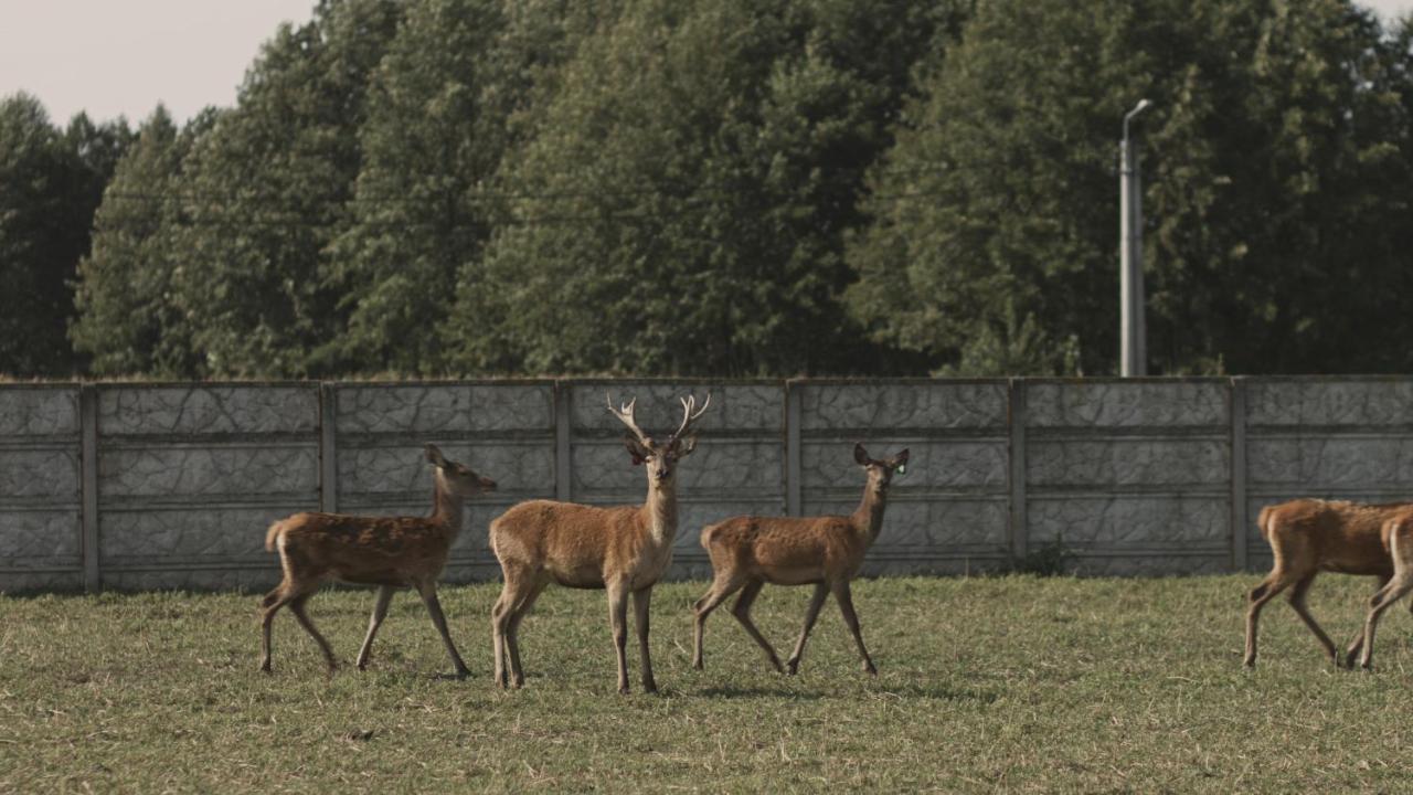 Tatarska Zagroda - Agroturystyka Dolina Baryczy Noclegi - Domek Jelonek Krosnice 外观 照片