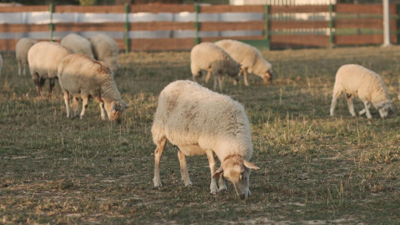 Tatarska Zagroda - Agroturystyka Dolina Baryczy Noclegi - Domek Jelonek Krosnice 外观 照片
